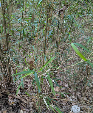 刺竹 Bambusa stenostachya